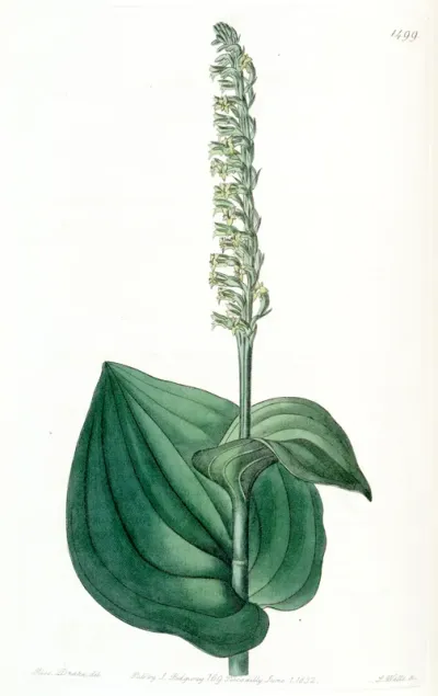Gennaria diphylla