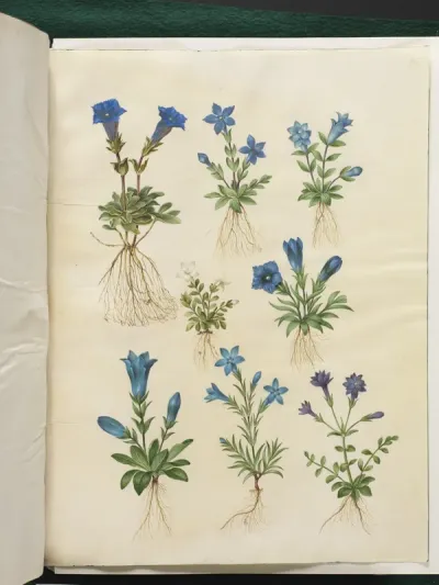 Gentiana acaulis (stængelløs ensian); Gentiana verna (vår-ensian); Gentiana acaulis (stængelløs ensian); Gentiana (art af ensian)