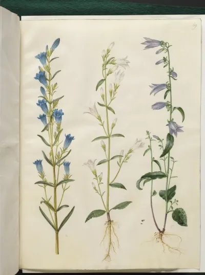 Gentiana pneumonanthe (klokke-ensian); Campanula patula (eng-klokke); Campanula rapunculoides (ensidig klokke)