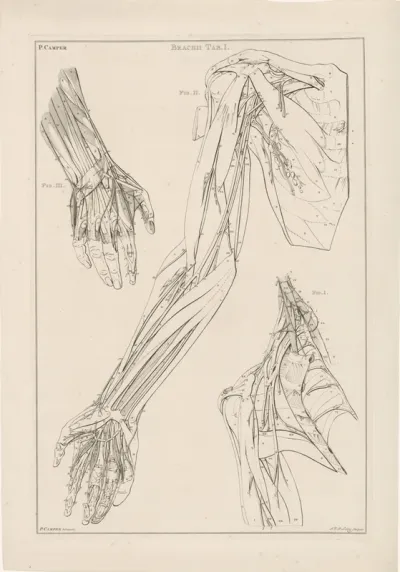 Genummerde anatomie van de arm, de hand en de schouder