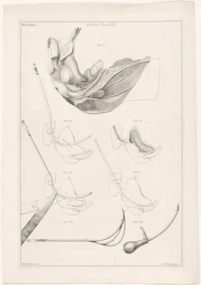 Genummerde anatomie van de pelvis