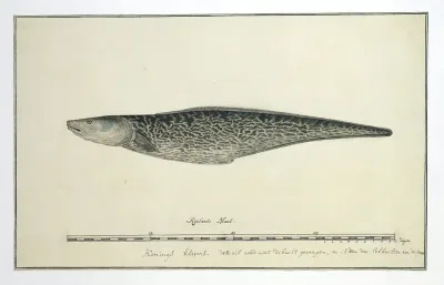 Genypterus capensis (Kaapse koningklip)