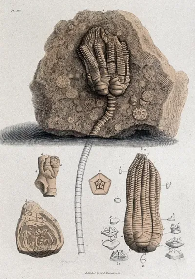 Geology: fossil remains in stone