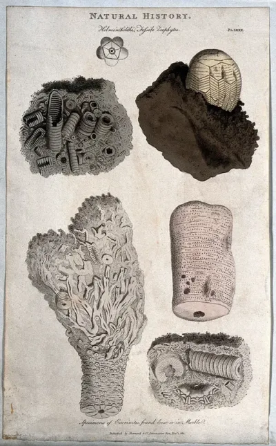 Geology: fossil remains in stone