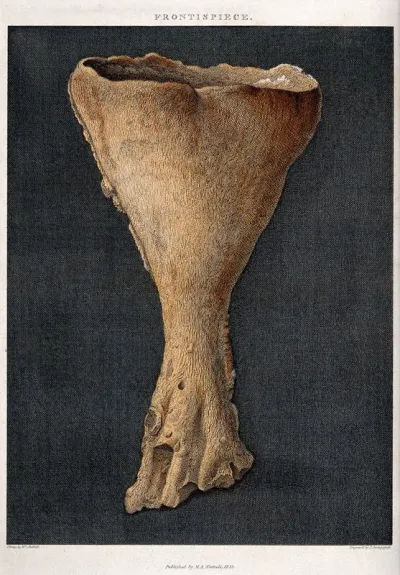 Geology: fossil remains of a coral (Alcyonium)