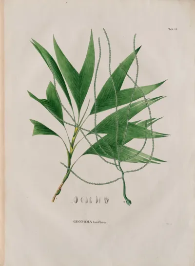 Geonoma laxiflora