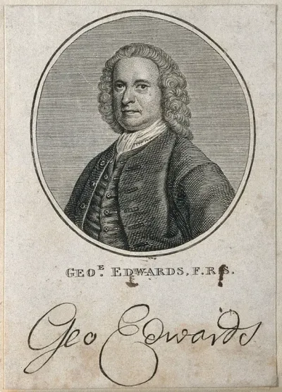 George Edwards. Line engraving after B. Dandridge