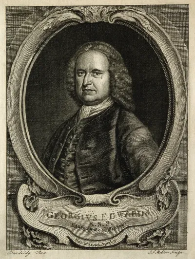 George Edwards. Line engraving by J. S. Miller, 1754, after B. Dandridge
