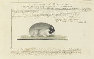 Georychus capensis (Cape mole-rat)