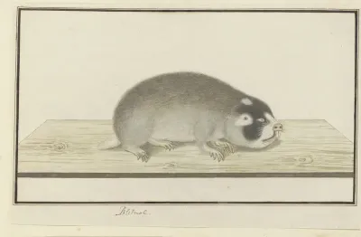 Georychus capensis (Kaapse blesmolrat)