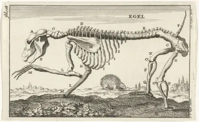 Geraamte van een egel