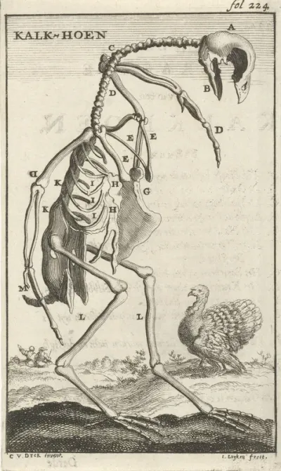Geraamte van een kalkoen