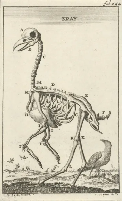 Geraamte van een kraai