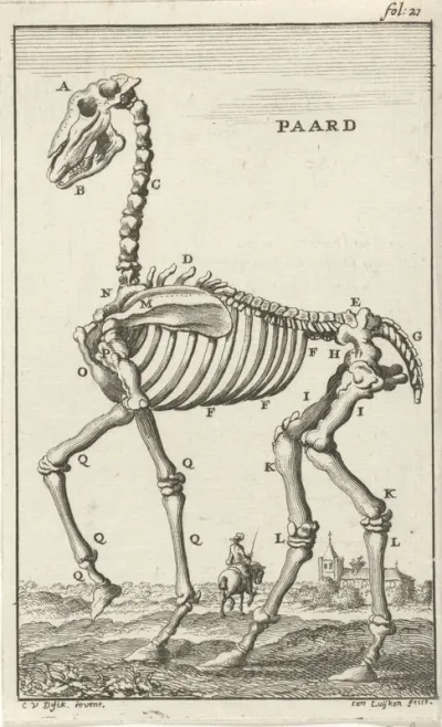 Geraamte van een paard
