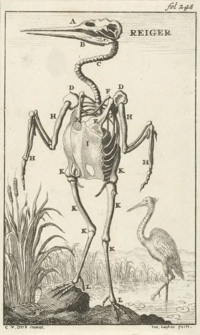 Geraamte van een reiger