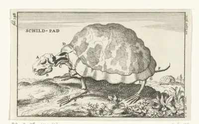 Geraamte van een schildpad