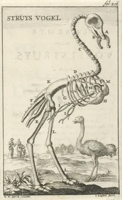 Geraamte van een struisvogel