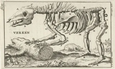 Geraamte van een varken