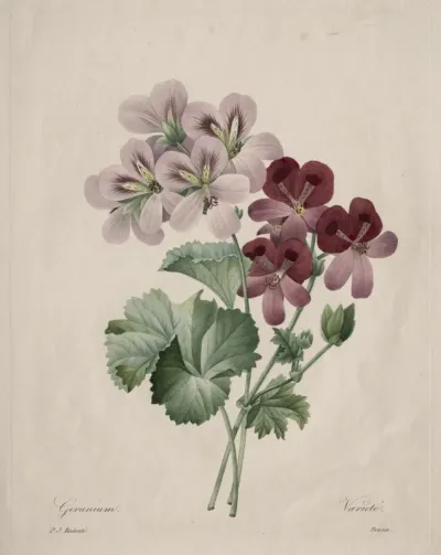 Geranium