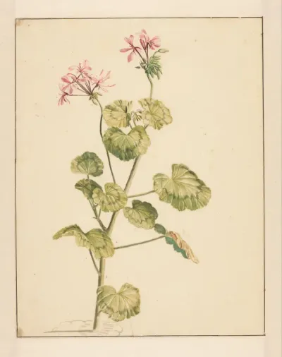 Geranium