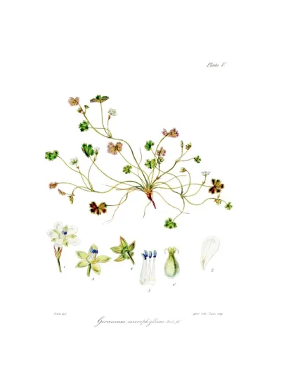 Geranium microphyllum