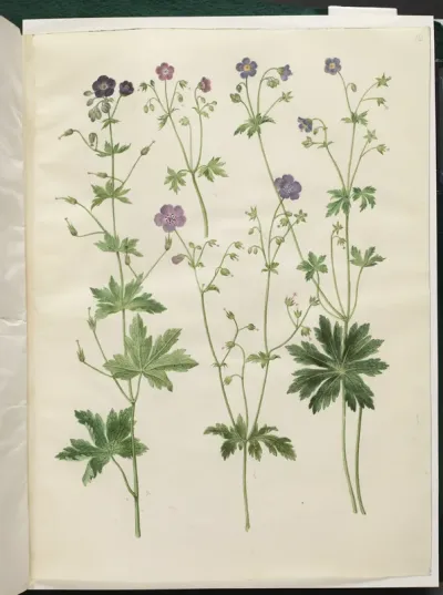 Geranium phaeum (bølgekronet storkenæb); Geranium sylvaticum (skov-storkenæb)