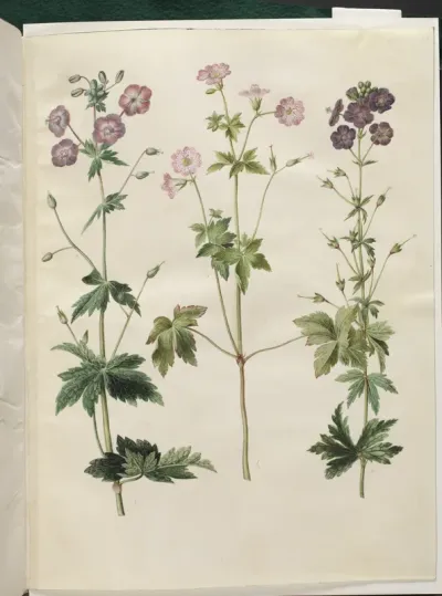 Geranium phaeum (bølgekronet storkenæb); Geranium versicolor (net-storkenæb)