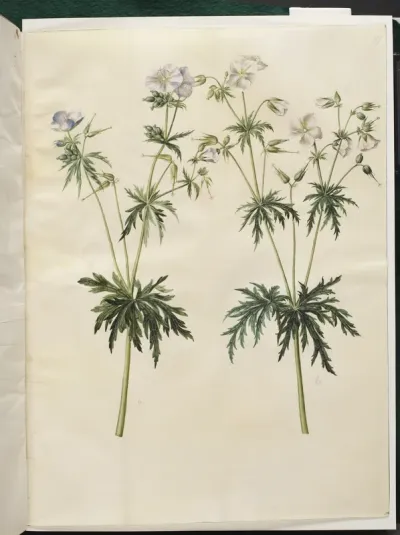 Geranium pratense (eng-storkenæb)