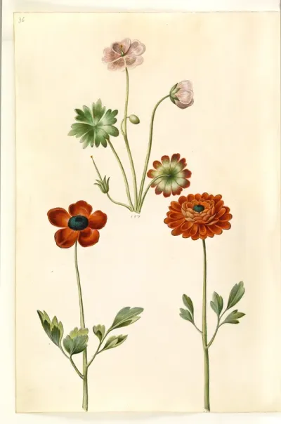 Geranium sanguineum striatum (stribet storkenæb); Ranunculus asiaticus (have-ranunkel)