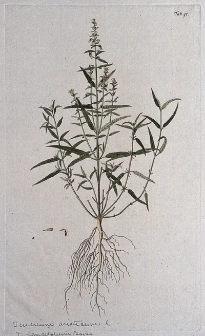 Germander (Teucrium asiaticum L.): entire flowering plant with separate floral segments
