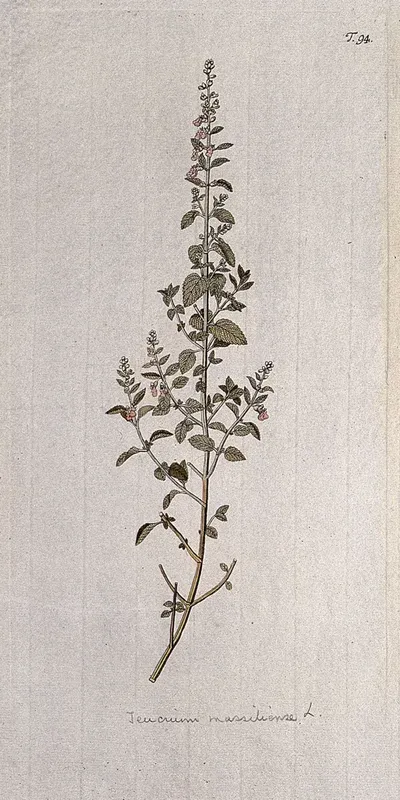 Germander (Teucrium massiliense L.): flowering stem