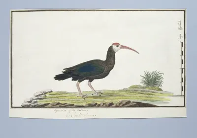 Geronticus calvus (Kaapse ibis)