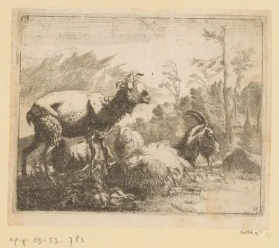 Geschoren schaap, liggende geit en twee schapen