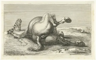 Gesneuveld paard van achter gezien