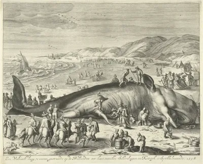 Gestrande walvis bij Berckhey, 1598