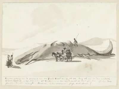 Gestrande walvis op Texel, 1763