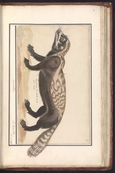 Gestreepte bunzing of zorilla (Ictonyx striatus)