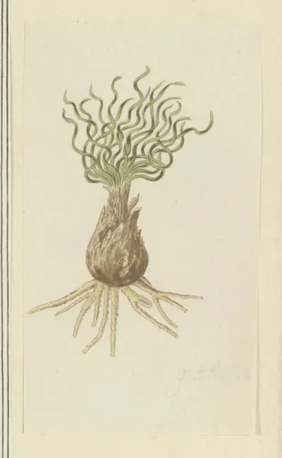 Gethyllis afra L (Kukukmakranka)