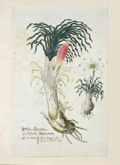 Gethyllis ciliaris (Koekemakranka)