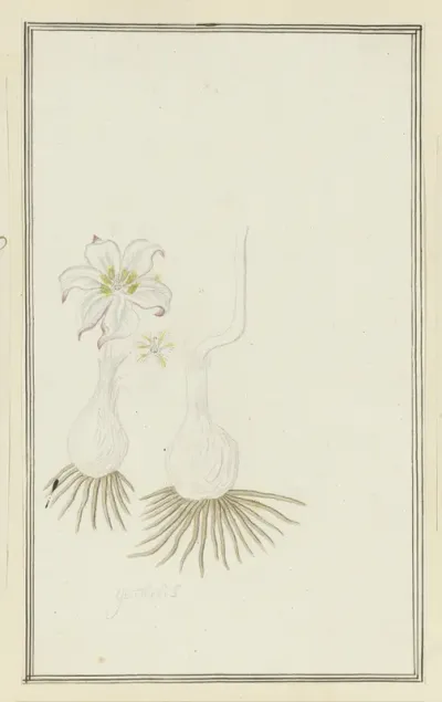 Gethyllis sp. (Kukumakranka)