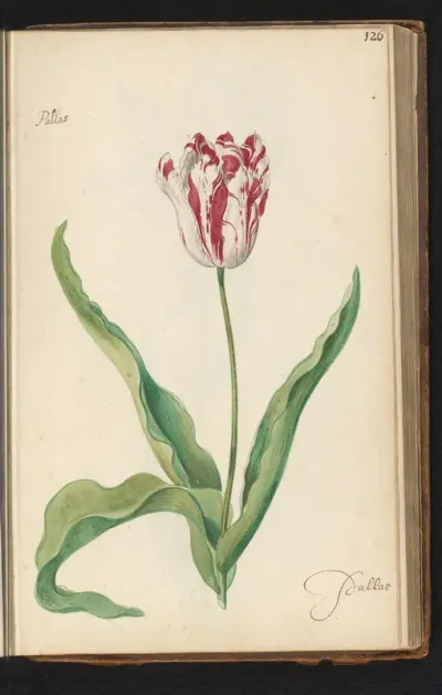 Gevlamde tulp (Tulipa) genaamd Pallas