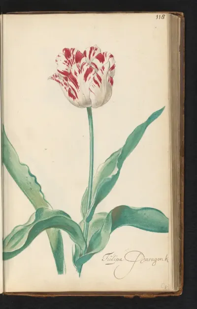 Gevlamde tulp (Tulipa)