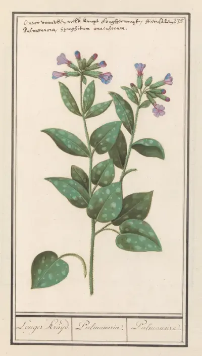 Gevlekt longkruid (Pulmonaria officinalis)