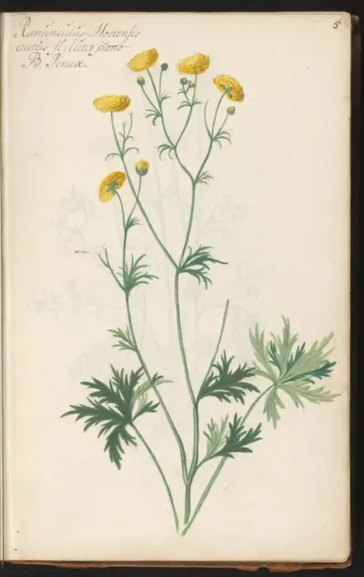 Gevulde boterbloem (Ranunculus acris 'Flore Pleno')