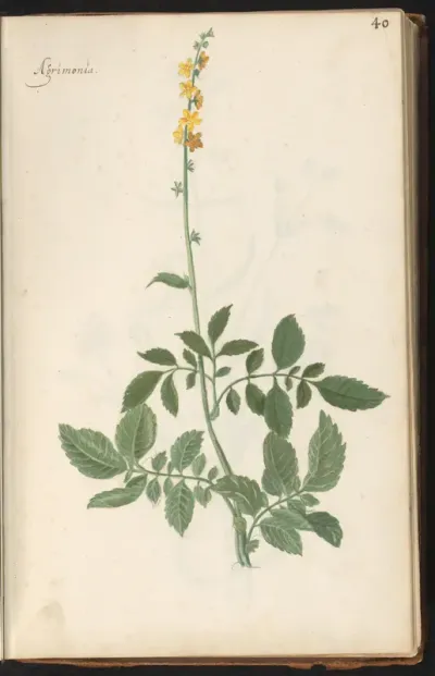 Gewone agrimonie (Agrimonia eupatoria)