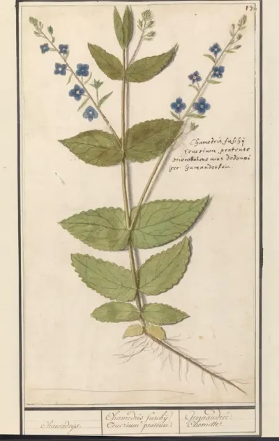 Gewone ereprijs of gamander-ereprijs (Veronica chamaedrys)