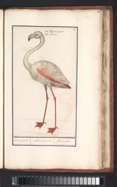 Gewone flamingo (Phoenicopterus roseus)