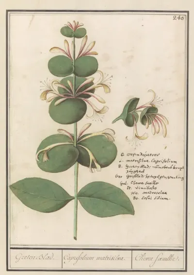 Gewone kamperfoelie (Lonicera caprifolium)