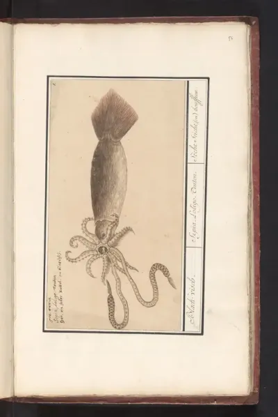 Gewone pijlinktvis (Loligo vulgaris)