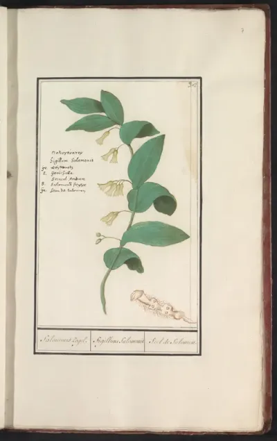 Gewone salomonszegel (Polygonatum multiflorum)